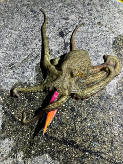 タコの釣果