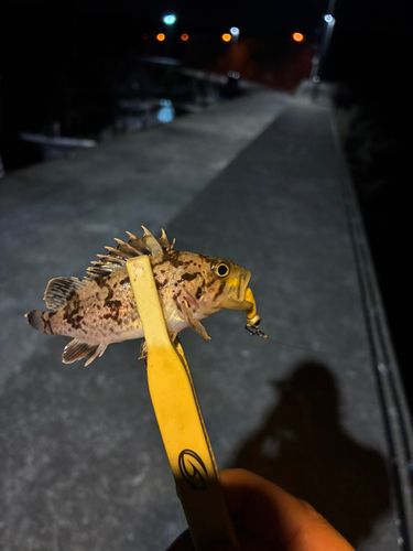 クロソイの釣果