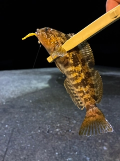 アイザメの釣果