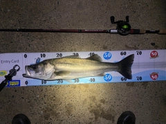 シーバスの釣果