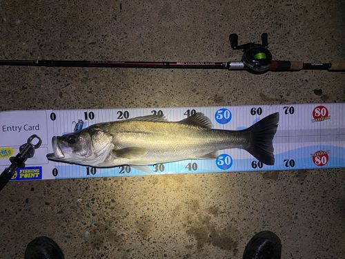 シーバスの釣果