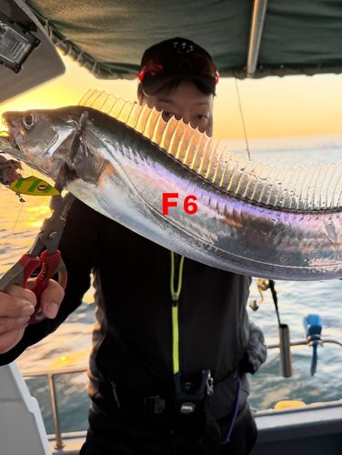 タチウオの釣果
