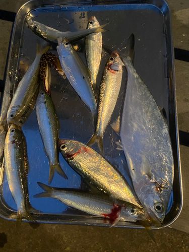 碧南海釣り公園