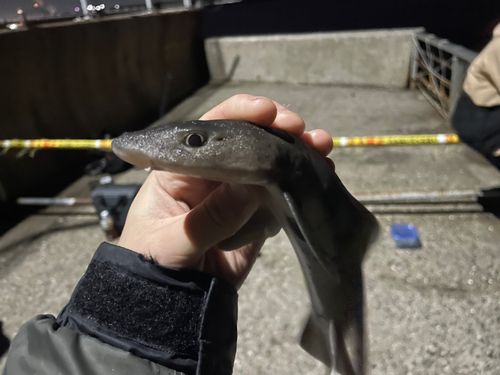 ドチザメの釣果