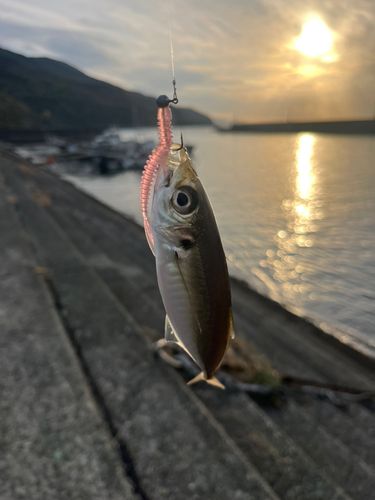 マアジの釣果