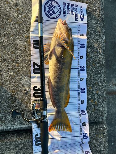 アイナメの釣果