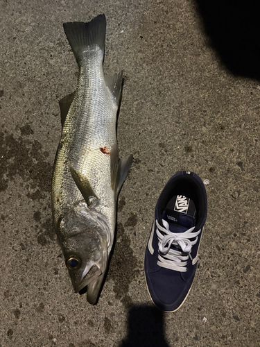 ヒラスズキの釣果