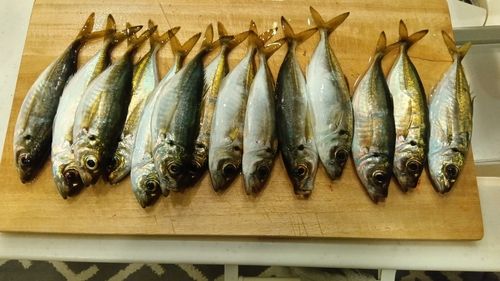 アジの釣果