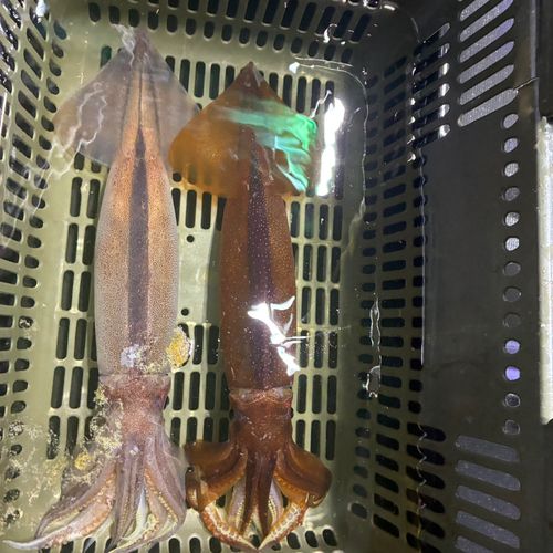 スルメイカの釣果