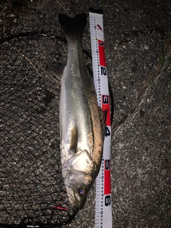 マルスズキの釣果