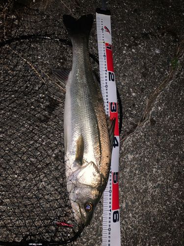 マルスズキの釣果