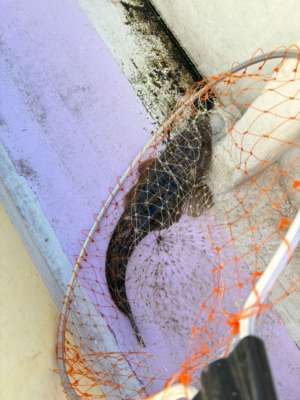 アイコンチキンさんの釣果 1枚目の画像