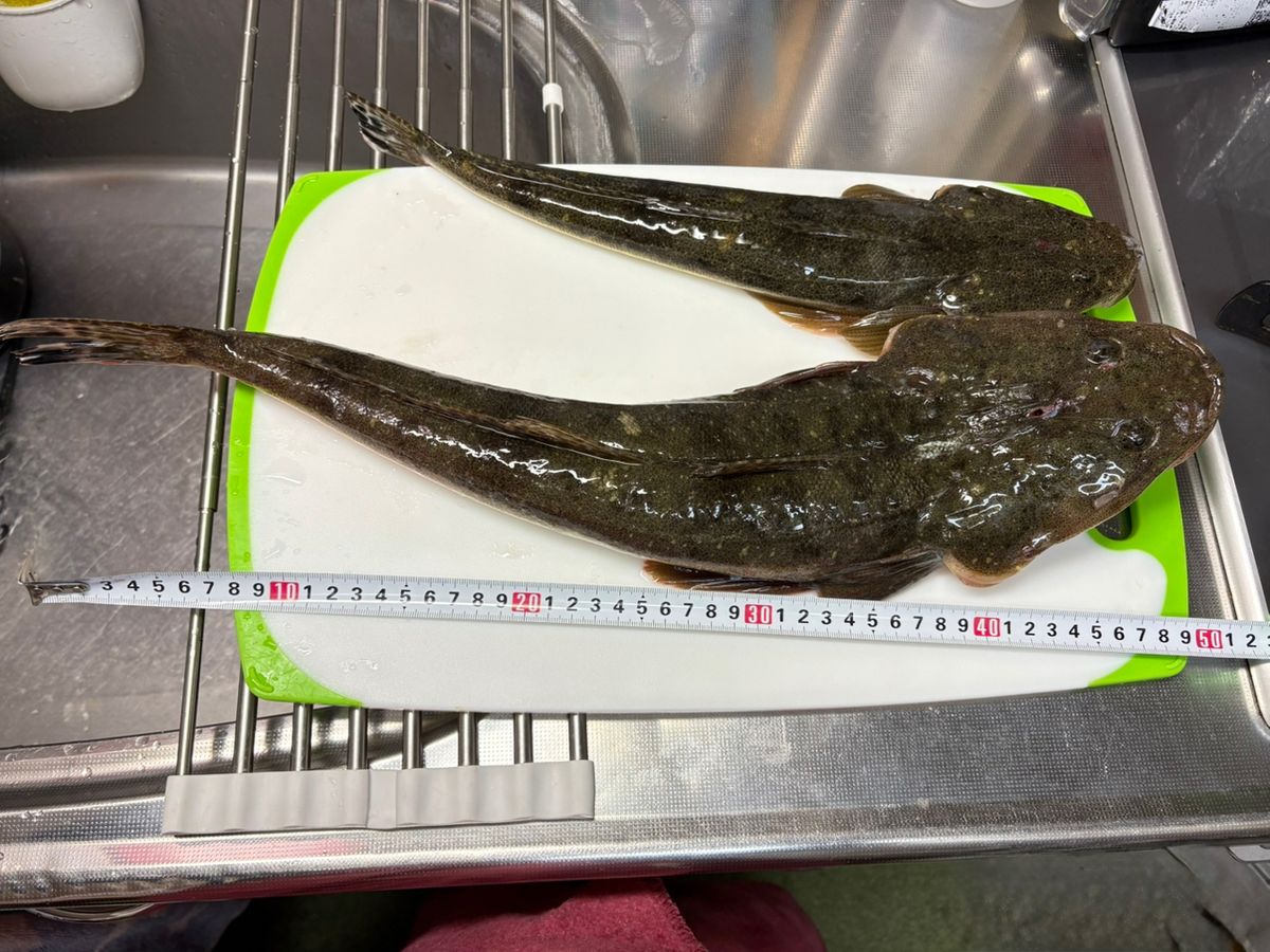 アイコンチキンさんの釣果 2枚目の画像