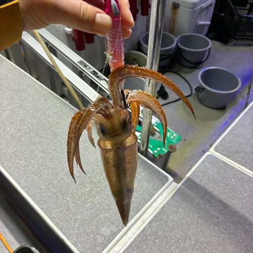 スルメイカの釣果