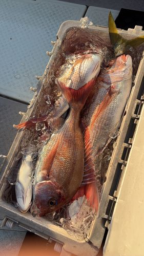 アカアマダイの釣果