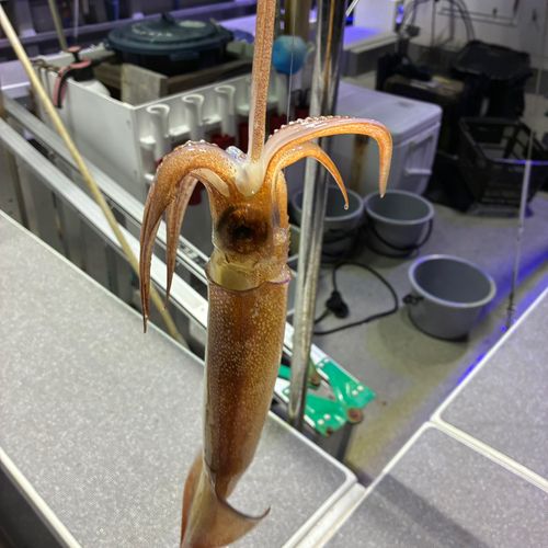 スルメイカの釣果