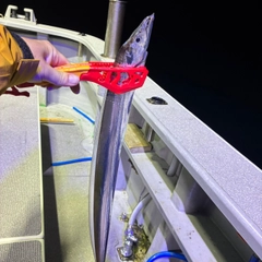 タチウオの釣果