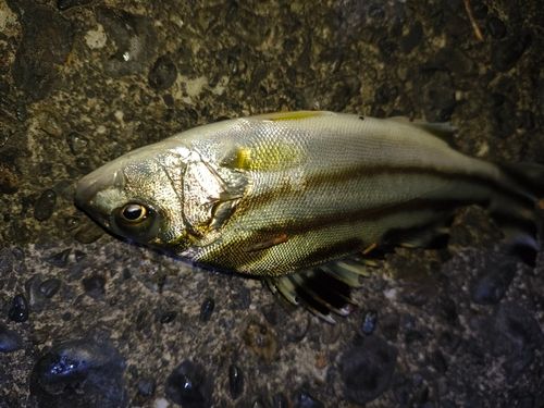 コトヒキの釣果