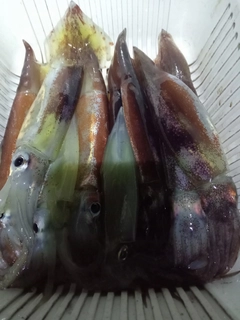 スルメイカの釣果
