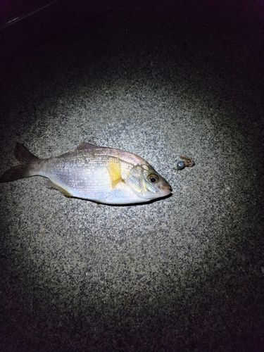 ウミタナゴの釣果