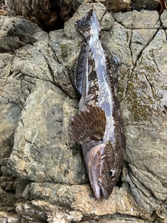 アイナメの釣果