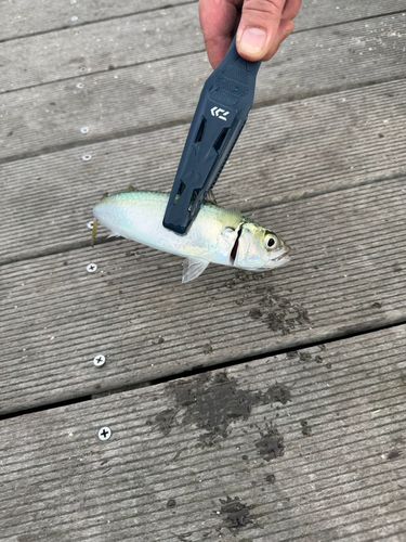 仙台港中央公園