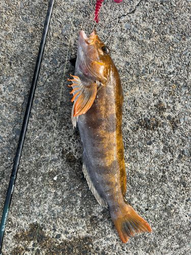 アイナメの釣果