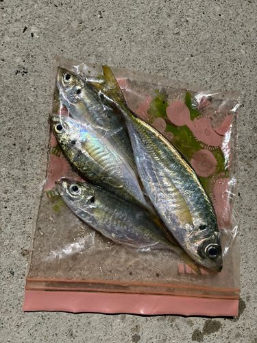 アジの釣果