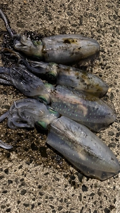 アオリイカの釣果