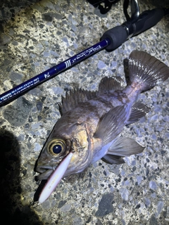 シロメバルの釣果