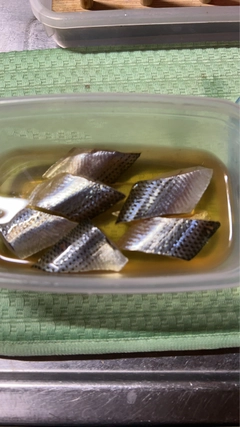 コノシロの釣果