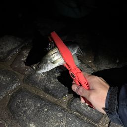 セイゴ（マルスズキ）