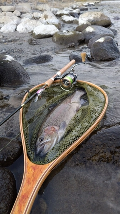 ニジマスの釣果