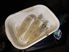 イカの釣果