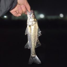 セイゴ（マルスズキ）