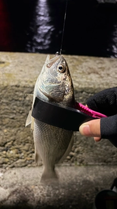 イシモチの釣果