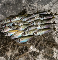 アジの釣果