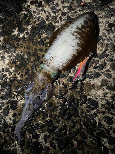 アオリイカの釣果