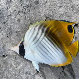 チョウチョウウオ