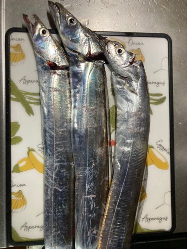 タチウオの釣果