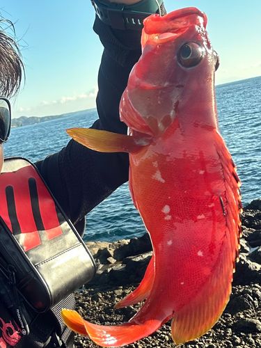 アカハタの釣果