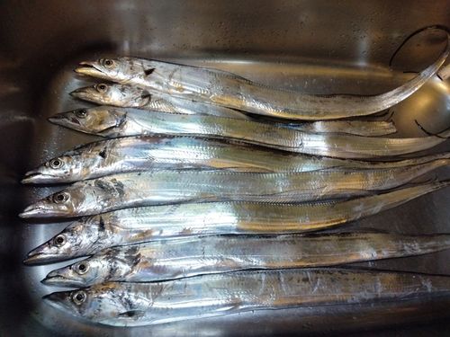 タチウオの釣果