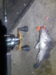 クロソイの釣果