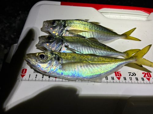 アジの釣果