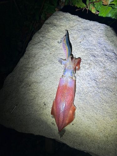 ケンサキイカの釣果