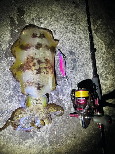 内浦湾（沼津）