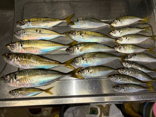 アジの釣果
