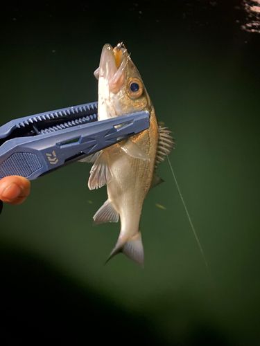 セイゴ（マルスズキ）の釣果