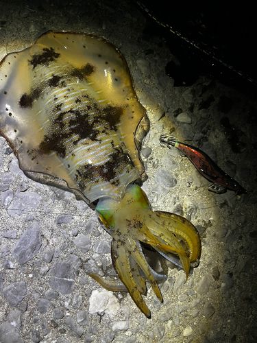 アオリイカの釣果