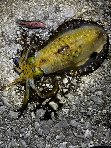 アオリイカの釣果